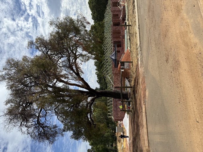 Truss roof frame on a new brick home beside an established gum